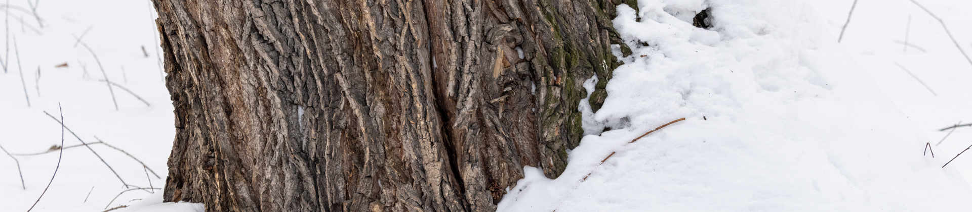 Vertical Split In Tree Trunk: Can It Be Repaired | Davey Tree