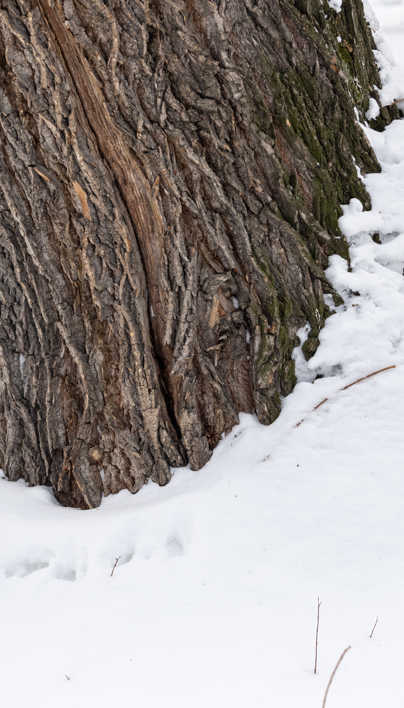 Vertical Split In Tree Trunk: Can It Be Repaired | Davey Tree