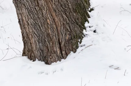 Snowy Tree Trunk With Crack