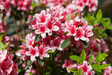 Full Sun Azelea Plants
