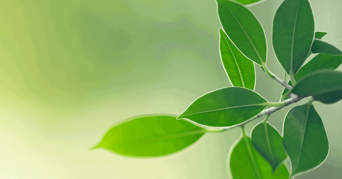 Tree Borers: Signs of Tree Boring Insects | Davey Tree