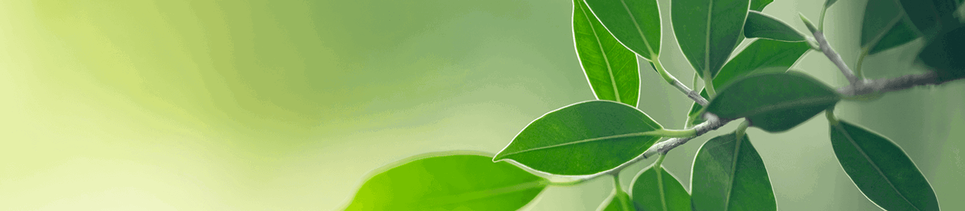 Tree Borers: Signs of Tree Boring Insects | Davey Tree