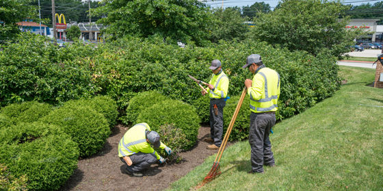 Tree Care Checklist: How to Keep Trees Health This Summer | Davey Tree
