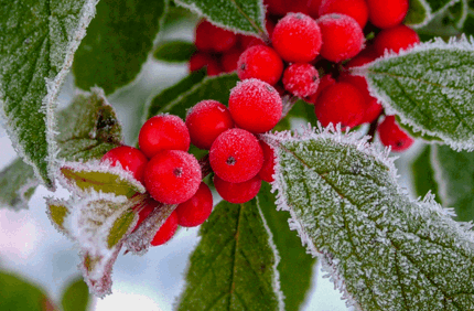 Winterberry Holly