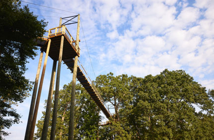 Types Of Tree Support Systems | Davey Tree