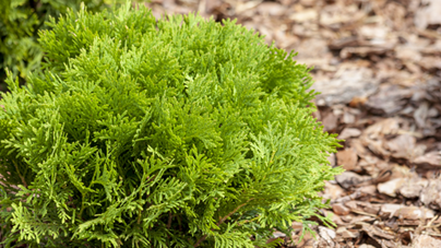 Hinoki Cypress 600X337