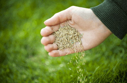 Best Way To Grow New Grass