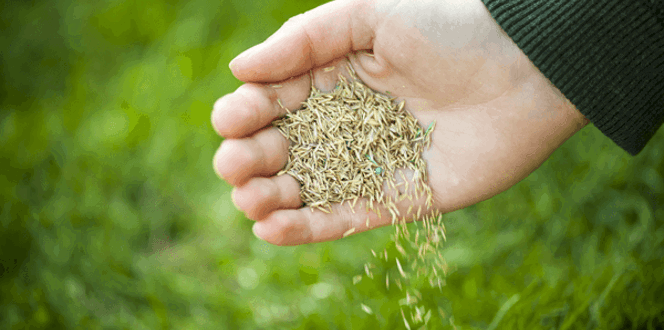 Best Way To Grow New Grass