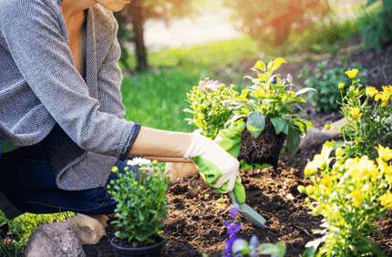 How To Plant A Flower Bed