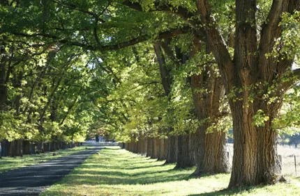 What Does An Elm Tree Look Like