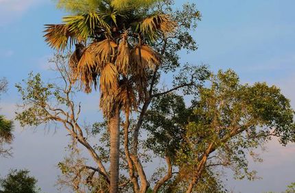 Fotolia Browning Palm 566X707