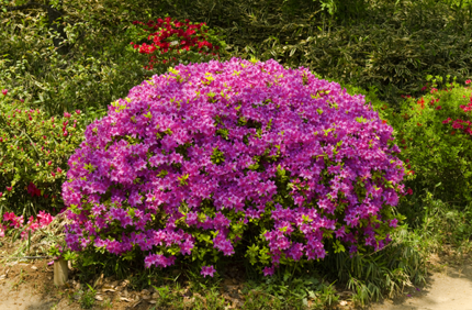Azalea Rhododendrons