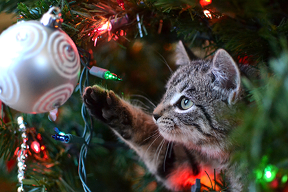 Cat Proofing Christmas Tree