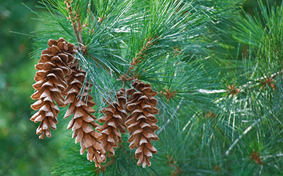 What Does White Pine Cones Look Like