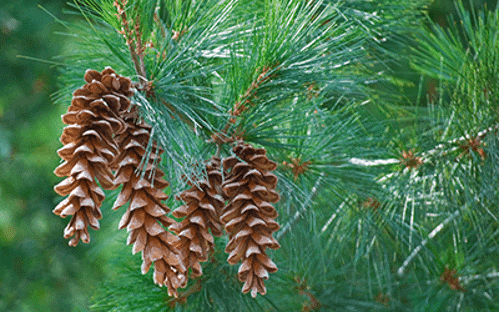 Ultimate Guide to Identify a White Pine