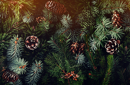 Evergreen Tree Identification Guide