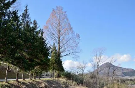 Pine Trees That Lose Needles In Winter Davey Tree