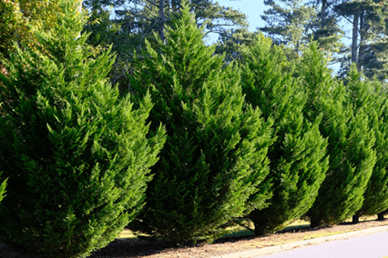 What Kind of Tree Is This: Leyland Cypress | Davey Tree