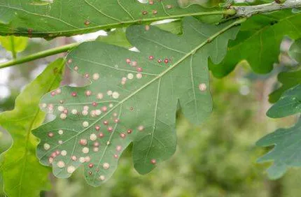 Oak Leaf Blister