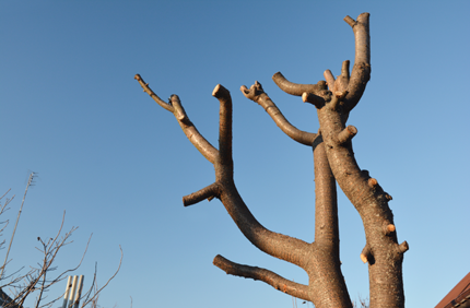 Topped Tree Stock