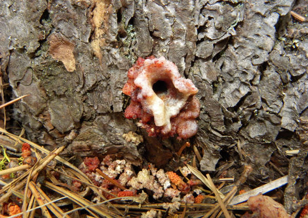 Red Turpentine Pitch Tube