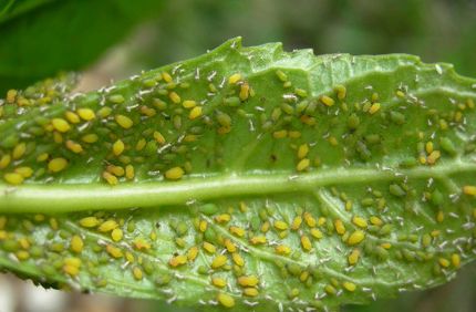 Aphids On Large Trees What To Do Davey Tree