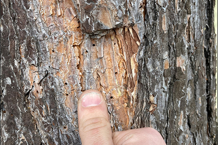 Pine Bark Beetle Holes 2021