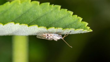 Lace Bug 600X338