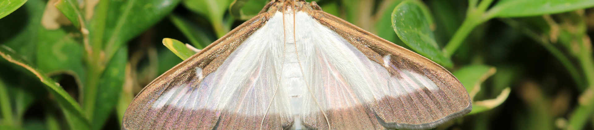Box Tree Moph Check Your Boxwoods for Emerging Pest: Box Tree Moth | Davey Tree