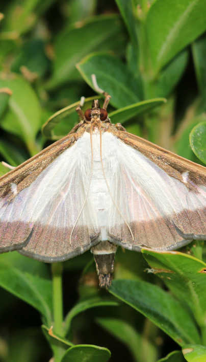 Check Your Boxwoods for Emerging Pest: Box Tree Moth | Davey Tree