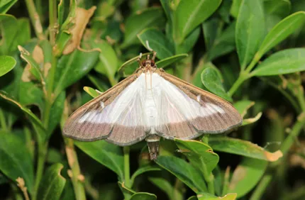 Box Tree Moth