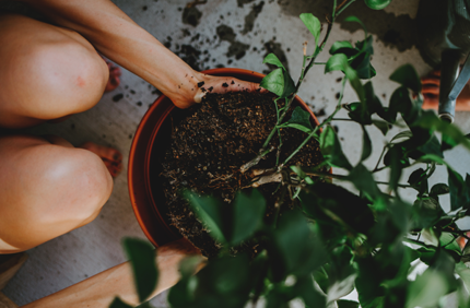 Best Soil For Potted Plants