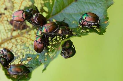Japanese Beetle Infestation On Trees