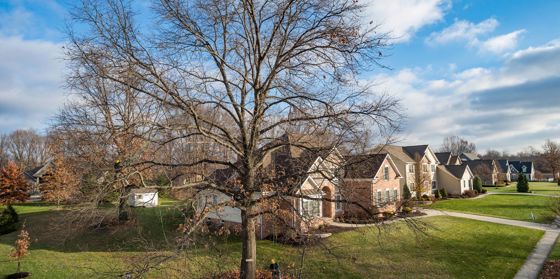 What Is Tree Topping and Why Topping Is Harmful to Trees | Davey Blog ...