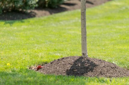 Why To Keep Mulch Away From Tree Trunks Volcano Mulching Davey Tree