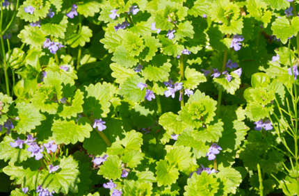 5 23 19 Ground Ivy