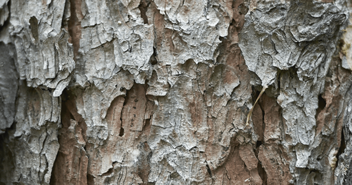 white pine tree bark