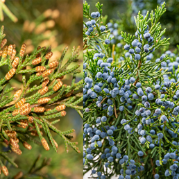 Identifying Juniper Cones