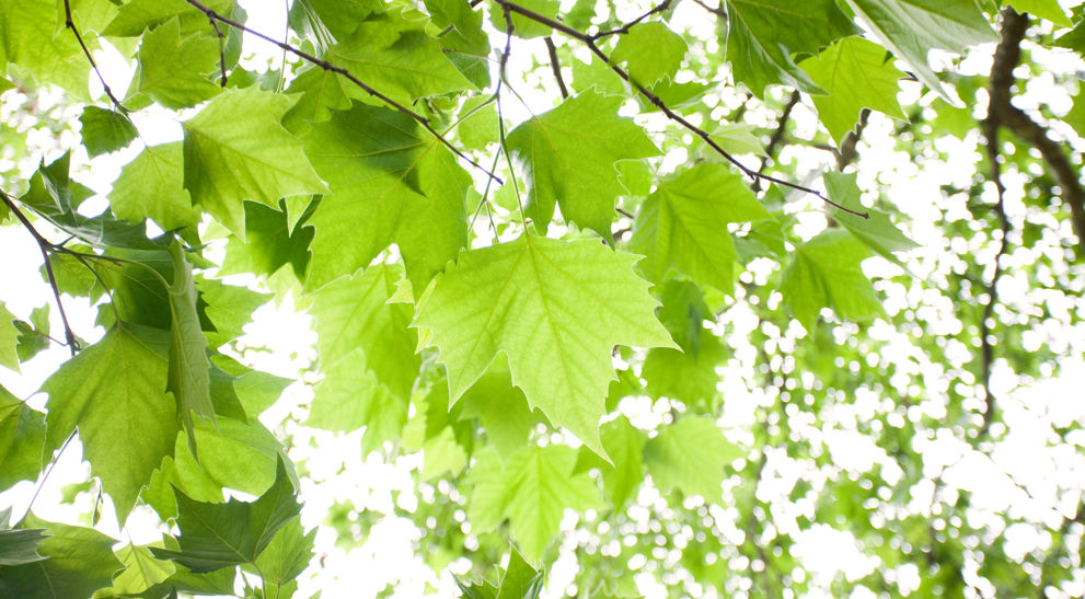 Syomor Tree Tree Identification Guide: How to Identify Sycamore Tree | Davey Tree