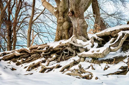 Winter Tree Roots