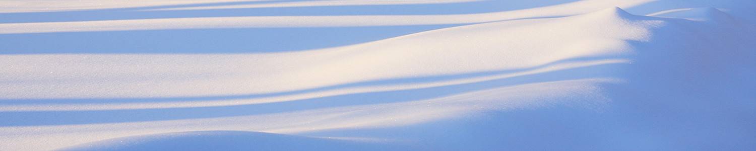 3 Reasons Evergreens Turn Brown in Winter and How to Fix Davey Tree