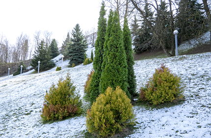 Best Evergreen Trees