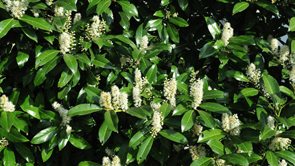 Fast Growing Shrub Cherry Laurel