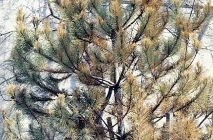 Newly Planted Evergreen Yellow Brown Or Dying Davey Tree