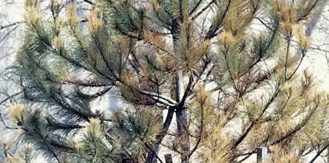 Newly Planted Evergreen Yellow Brown Or Dying Davey Tree