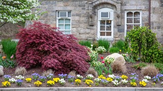 dwarf landscaping trees