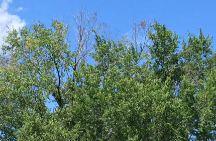 Dutch Elm 1 (1)
