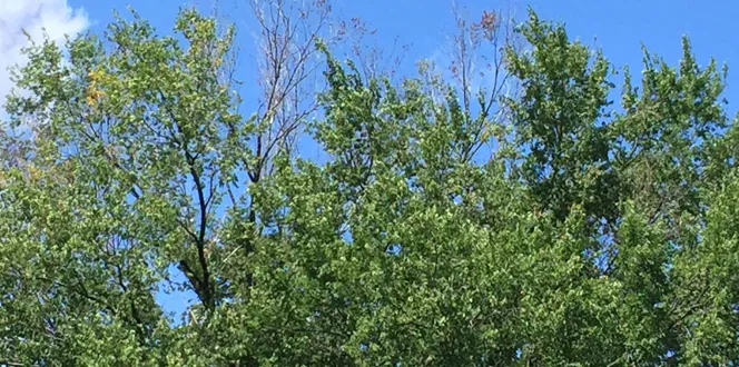 Dutch Elm 1 (1)