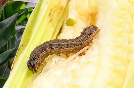 Fall Armyworm