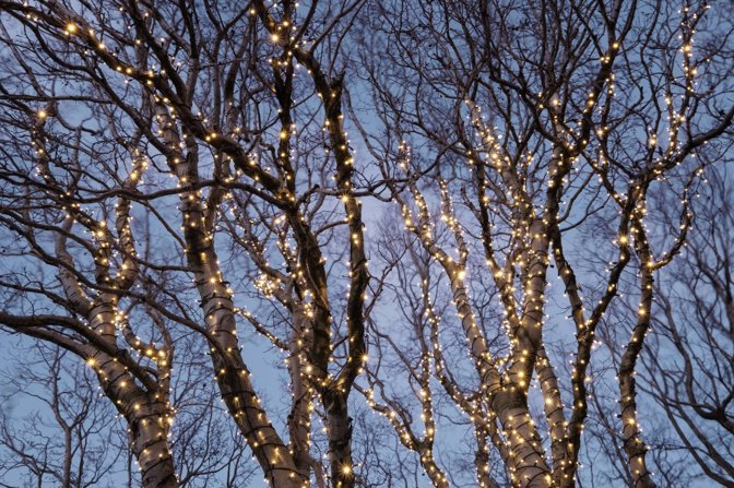 How to Wrap Trees With Outdoor Lights